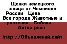 Щенки немецкого шпица от Чемпиона России › Цена ­ 50 000 - Все города Животные и растения » Собаки   . Алтай респ.